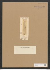 Diatomeae indet. Zeichnungen Sammlung Grunow Nr. 4475 (NHMW-BOT-W0372433)